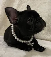 Mindy, a female French Bulldog for sale in Bolivar, MO – Photo 8 of 10