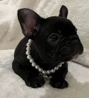 Mindy, a female French Bulldog for sale in Bolivar, MO – Photo 2 of 10