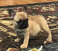 Valentino , a male French Bulldog for sale in Bolivar, MO – 2 of 10