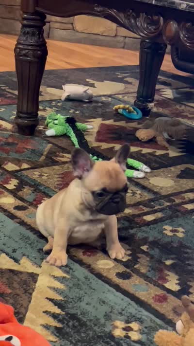 Valentino , a male French Bulldog for sale in Bolivar, MO – 10 of 10