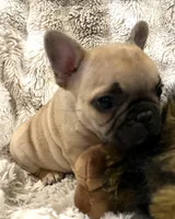 Vlane, a male French Bulldog for sale in Bolivar, MO – 4 of 10