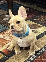 Dorian , a male French Bulldog for sale in Bolivar, MO – 4 of 10