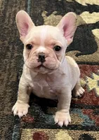Dorian, a male French Bulldog for sale in Bolivar, MO – 4 of 10