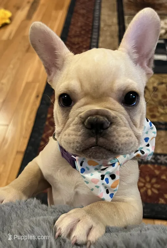 Declan  – French Bulldog puppy for sale in Bolivar, MO