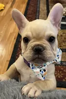 Declan , a male French Bulldog for sale in Bolivar, MO – 1 of 10