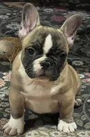 Flashy tri color boy, a male French Bulldog for sale in Bolivar, MO – 7 of 10