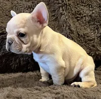 Declan, a male French Bulldog for sale in Bolivar, MO – 2 of 10