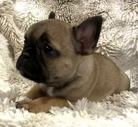Vanna, a female French Bulldog for sale in Bolivar, MO – 6 of 10