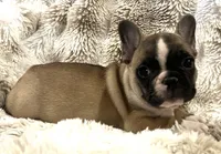 Victor, a male French Bulldog for sale in Bolivar, MO – 2 of 10