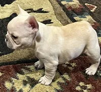 Declan , a male French Bulldog for sale in Bolivar, MO – 3 of 10