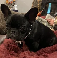 Fifi , a female French Bulldog for sale in Bolivar, MO – 3 of 10