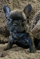 Darci, a female French Bulldog for sale in Bolivar, MO – 7 of 10