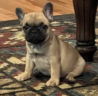Valentino, a male French Bulldog for sale in Bolivar, MO – 3 of 8