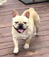 Elvis , a male French Bulldog for sale in Bolivar, MO – 5 of 8