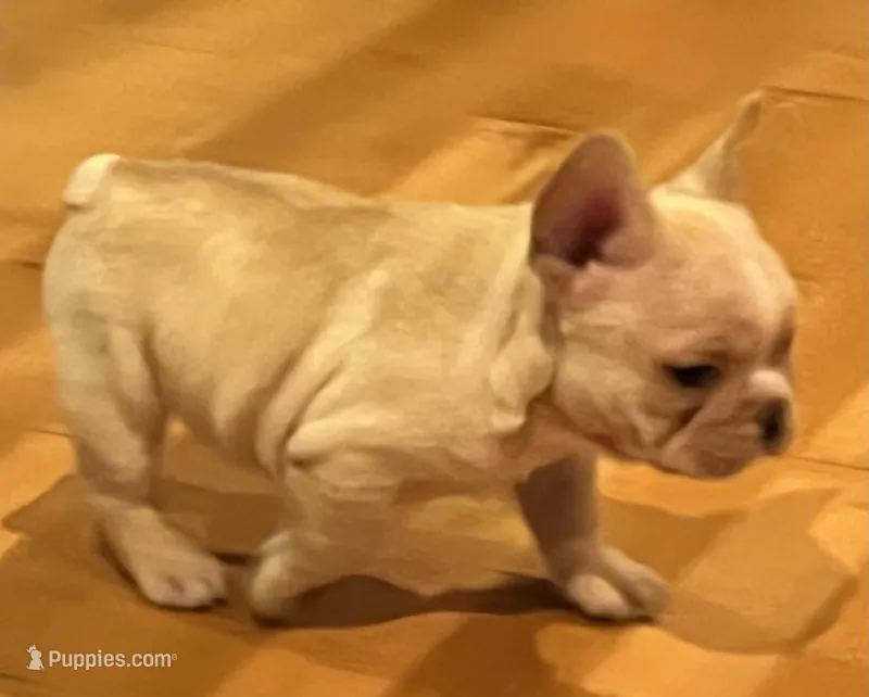 Dorian – French Bulldog puppy for sale in Bolivar, MO