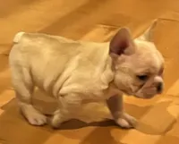 Dorian, a male French Bulldog for sale in Bolivar, MO – 1 of 10