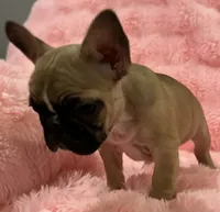 Akc Mimi , a female French Bulldog for sale in Bolivar, MO – 2 of 9
