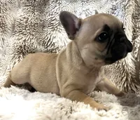 Vlane, a male French Bulldog for sale in Bolivar, MO – 9 of 10
