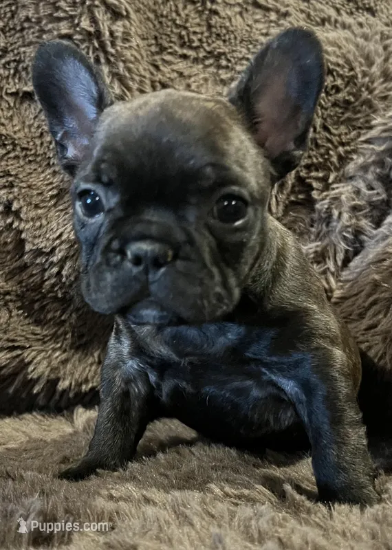 Darci – French Bulldog puppy for sale in Bolivar, MO