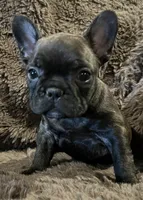 Darci, a female French Bulldog for sale in Bolivar, MO – 1 of 10