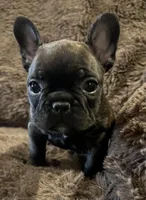 Darci, a female French Bulldog for sale in Bolivar, MO – 8 of 10