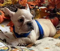 Declan , a male French Bulldog for sale in Bolivar, MO – 4 of 10