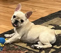 Cream female , a female French Bulldog for sale in Bolivar, MO – 4 of 10