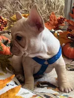 Declan , a male French Bulldog for sale in Bolivar, MO – 7 of 10