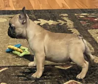 Valentino , a male French Bulldog for sale in Bolivar, MO – 7 of 10