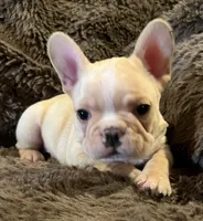 Dorian, a male French Bulldog for sale in Bolivar, MO – 10 of 10