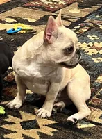 Cream female , a female French Bulldog for sale in Bolivar, MO – 2 of 10