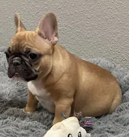 Loki , a male French Bulldog for sale in Bolivar, MO – 4 of 8