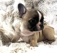 Victor, a male French Bulldog for sale in Bolivar, MO – 6 of 10