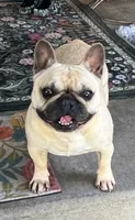 Tosha , a female French Bulldog for sale in Bolivar, MO – 1 of 10
