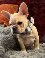 Declan , a male French Bulldog for sale in Bolivar, MO – 6 of 10
