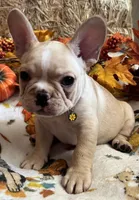 Dorian, a male French Bulldog for sale in Bolivar, MO – 10 of 10