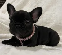 Nina, a female French Bulldog for sale in Bolivar, MO – Photo 10 of 10