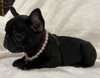 Nina, a female French Bulldog for sale in Bolivar, MO – Photo 1 of 10