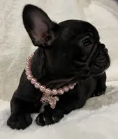 Nina, a female French Bulldog for sale in Bolivar, MO – Photo 3 of 10