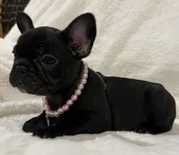 Nina, a female French Bulldog for sale in Bolivar, MO – Photo 6 of 10