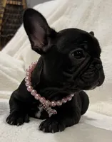 Nina, a female French Bulldog for sale in Bolivar, MO – Photo 8 of 10