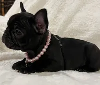 Nina, a female French Bulldog for sale in Bolivar, MO – Photo 7 of 10