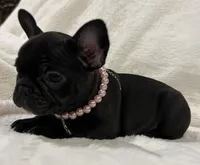 Nina, a female French Bulldog for sale in Bolivar, MO – Photo 9 of 10