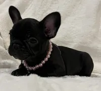 Nina, a female French Bulldog for sale in Bolivar, MO – Photo 4 of 10