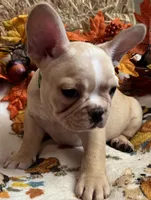 Dorian, a male French Bulldog for sale in Bolivar, MO – 8 of 10