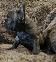 Darci, a female French Bulldog for sale in Bolivar, MO – 10 of 10
