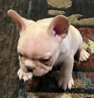 Dorian, a male French Bulldog for sale in Bolivar, MO – 3 of 10