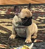Valentino, a male French Bulldog for sale in Bolivar, MO – 5 of 8