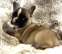 Victor, a male French Bulldog for sale in Bolivar, MO – 9 of 10