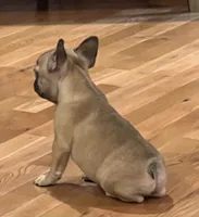 Fawn girl , a female French Bulldog for sale in Bolivar, MO – 7 of 10